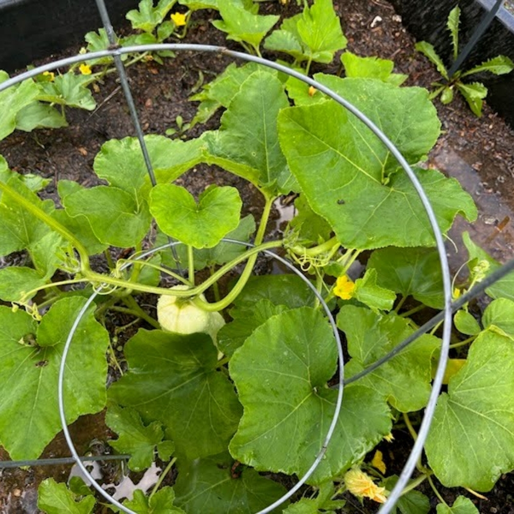 Garden DONATION Non GMO Seeds And  gift for your support. - Picture 10 of 16